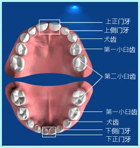 牙齒小顆的人